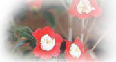 http://urasenke.org/flowers/images/camellia.jpg